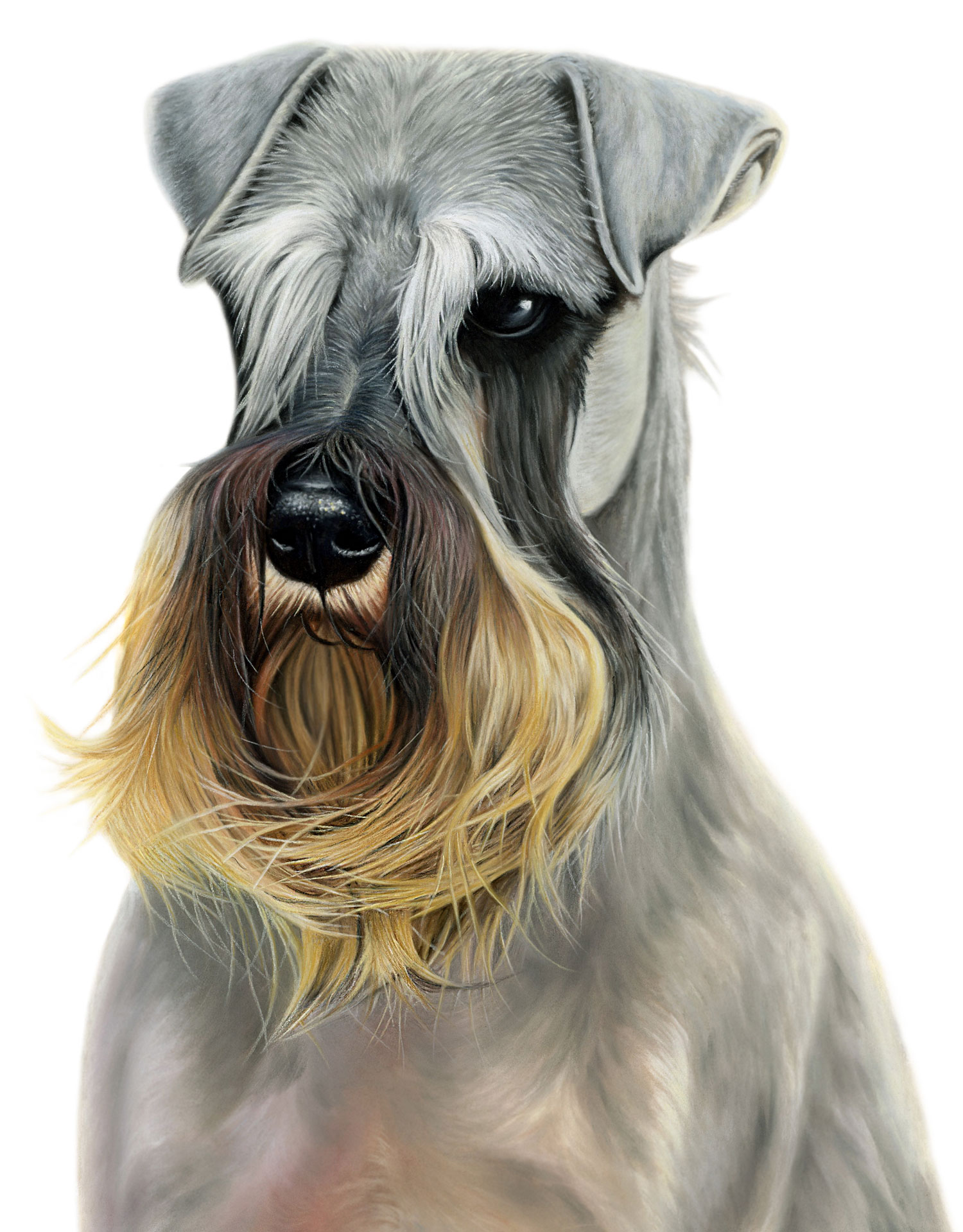 Miniature Schnauzer Canvas or Giclee Print